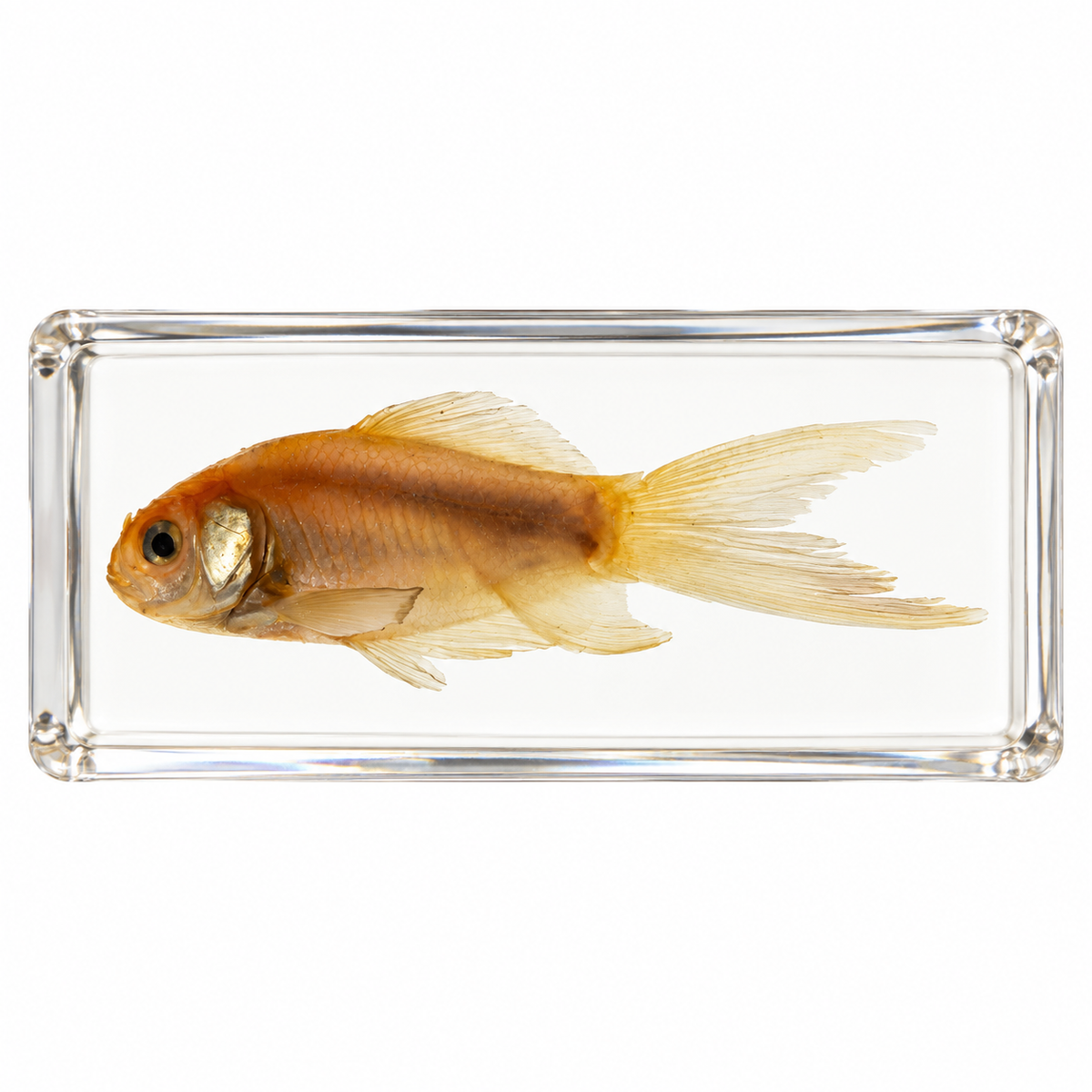 Real Animal Marine Life Specimen Kids Educational Toy Gift - HAPPY GUMNUT