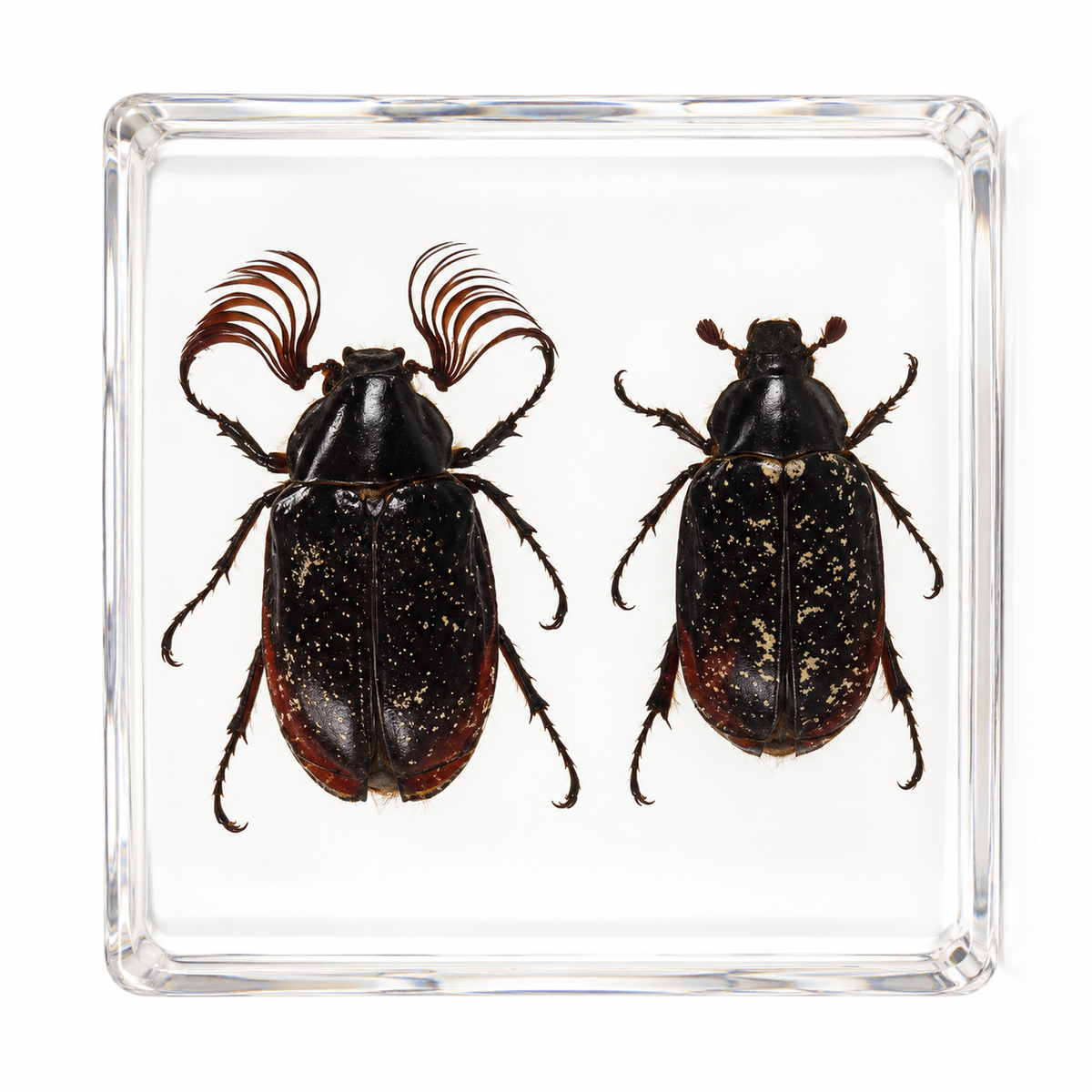 Large Real Crawling Insects Specimen in Clear Resin Blocks / Children Educational Toy Learning  Spider Scorpion  Beetle - HAPPY GUMNUT
