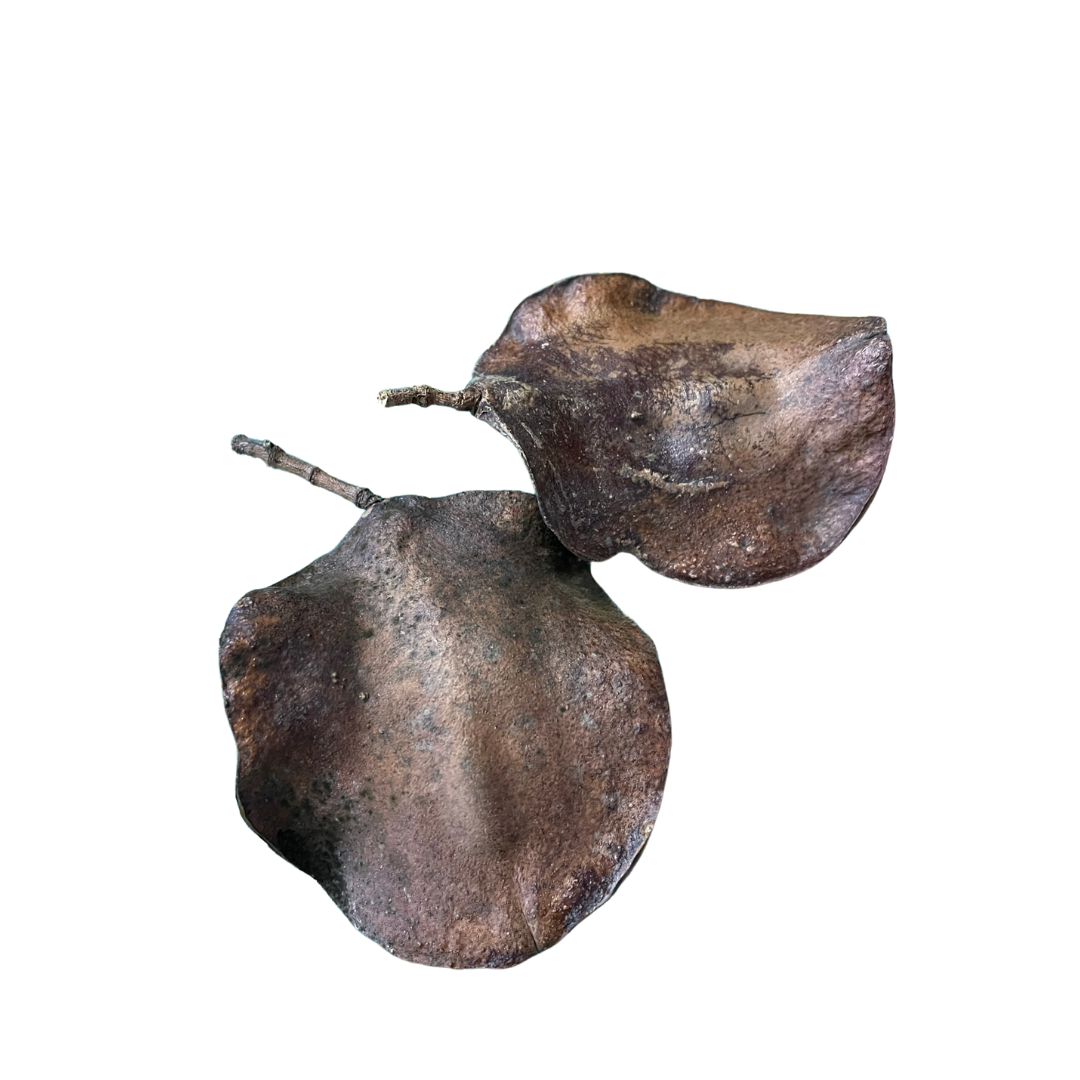Australian Seed Pod Collection - Natural Loose Parts Montessori & Childcare Resource banksia, gumnut, seeds, Pine corns for Loose part Play - HAPPY GUMNUT