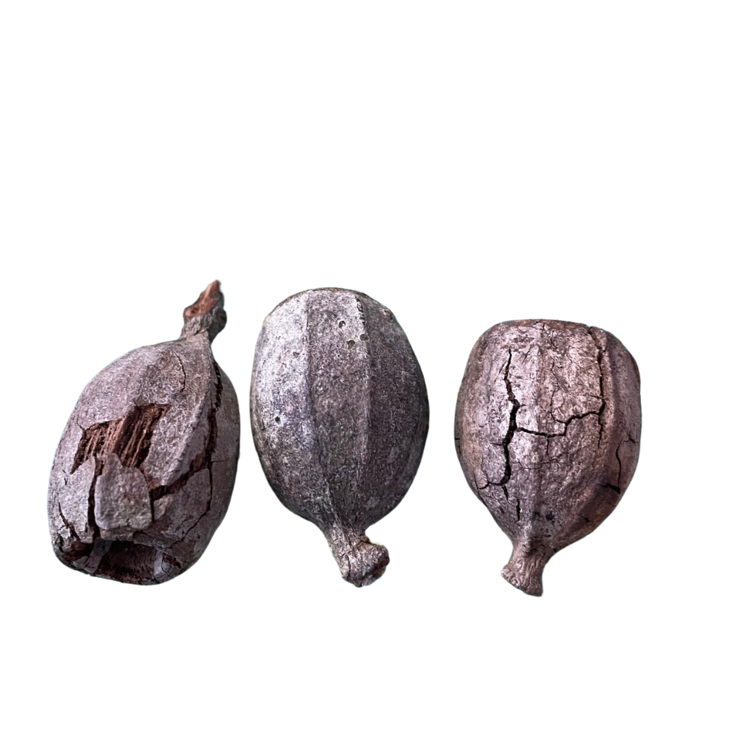 Australian Seed Pod Collection - Natural Loose Parts Montessori & Childcare Resource banksia, gumnut, seeds, Pine corns for Loose part Play - HAPPY GUMNUT