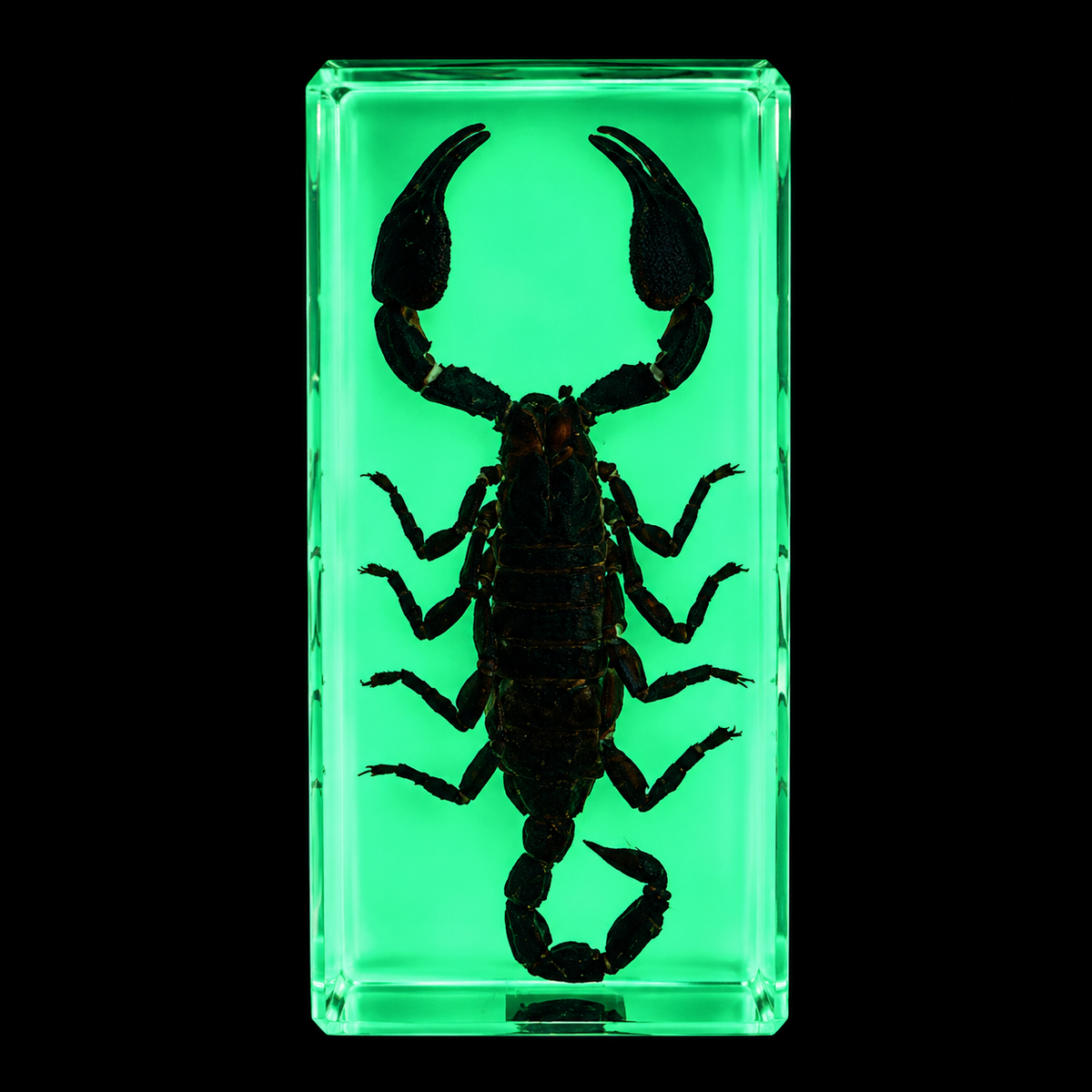 Large Real Crawling Insects Specimen in Clear Resin Blocks / Children Educational Toy Learning  Spider Scorpion  Beetle - HAPPY GUMNUT