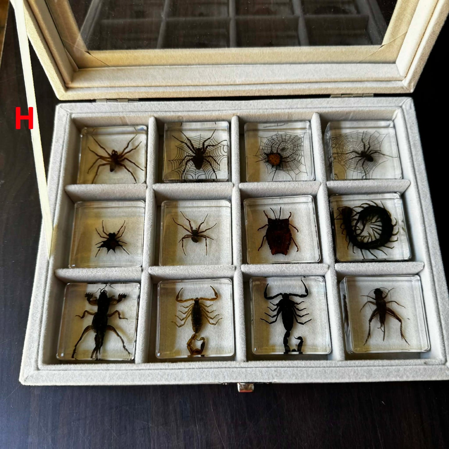 12 Animal Specimen Resin Epoxy Gift Set - HAPPY GUMNUT