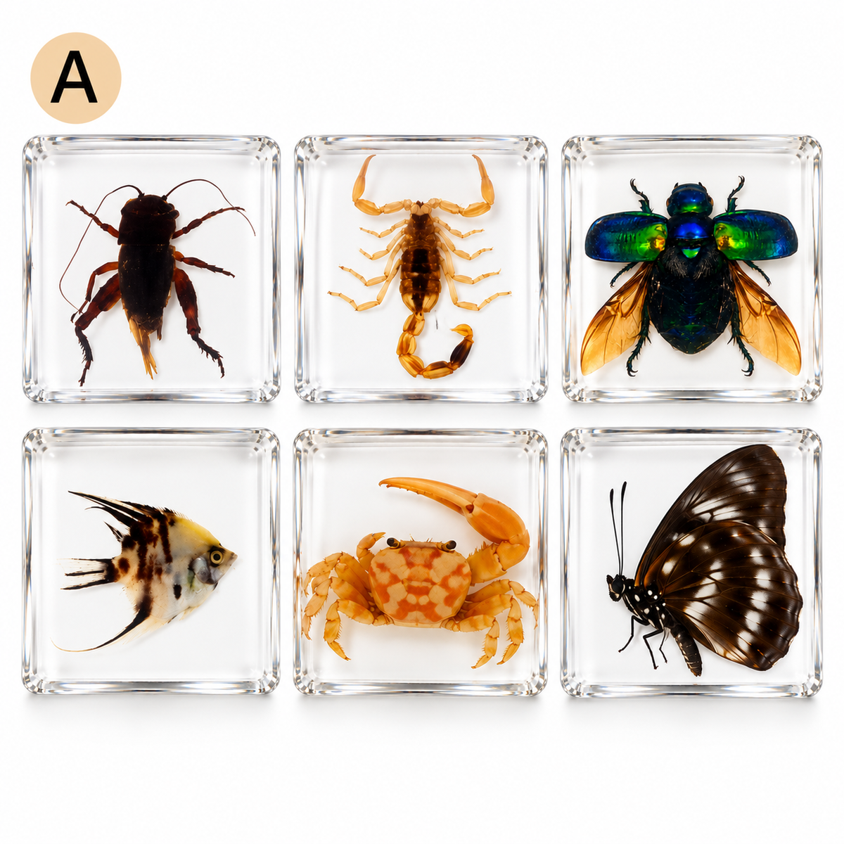 6 Real Specimen Set Children Exploring Science Learning Animals Gift Toy Set