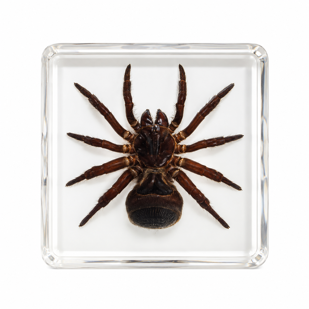 Large Real Crawling Insects Specimen in Clear Resin Blocks / Children Educational Toy Learning  Spider Scorpion  Beetle - HAPPY GUMNUT