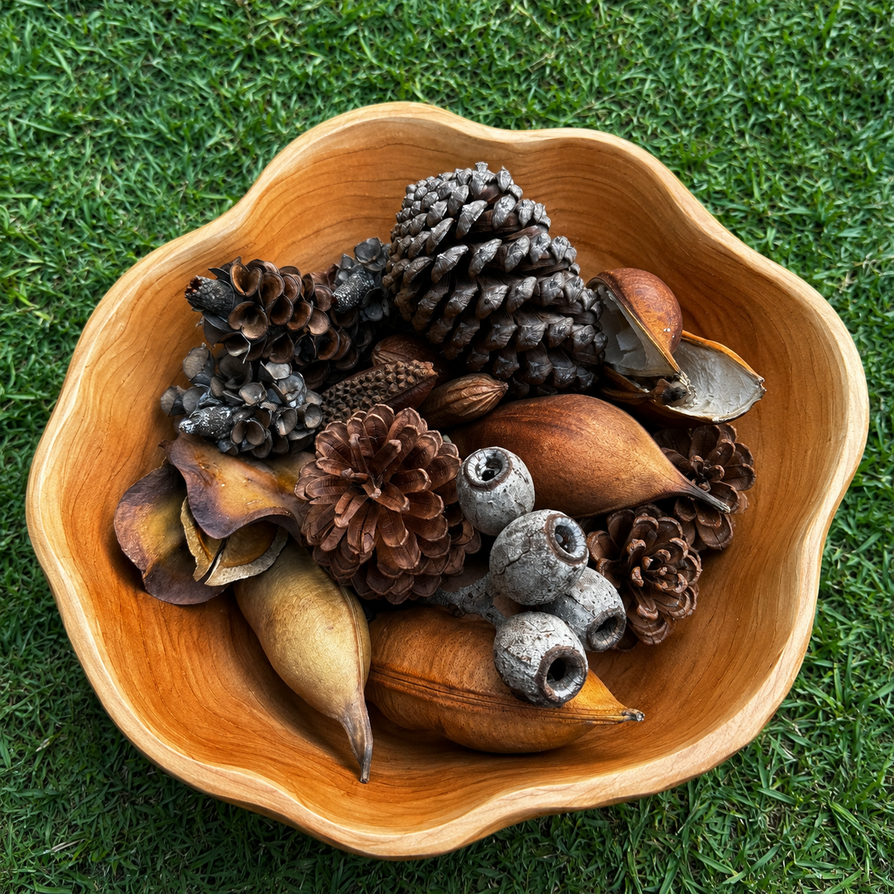 Australian Seed Pod Collection - Natural Loose Parts Montessori & Childcare Resource banksia, gumnut, seeds, Pine corns for Loose part Play - HAPPY GUMNUT
