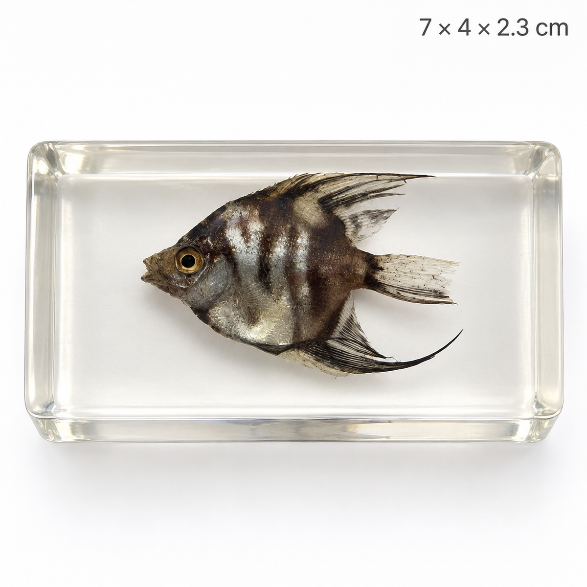 Real Animal Marine Life Specimen Kids Educational Toy Gift - HAPPY GUMNUT