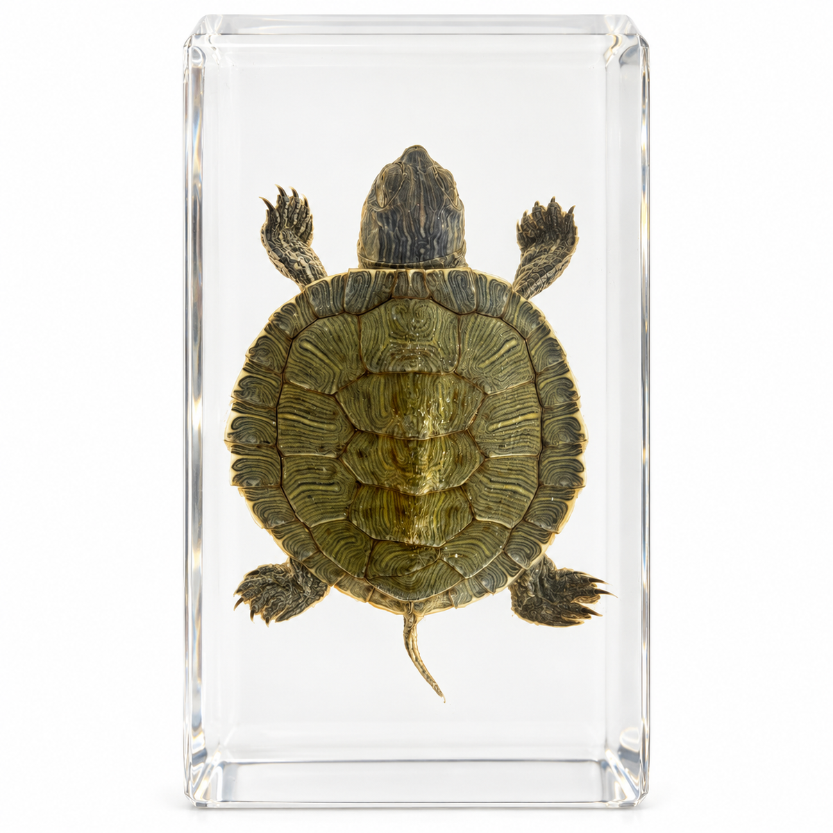 Real Animal Marine Life Specimen Kids Educational Toy Gift - HAPPY GUMNUT