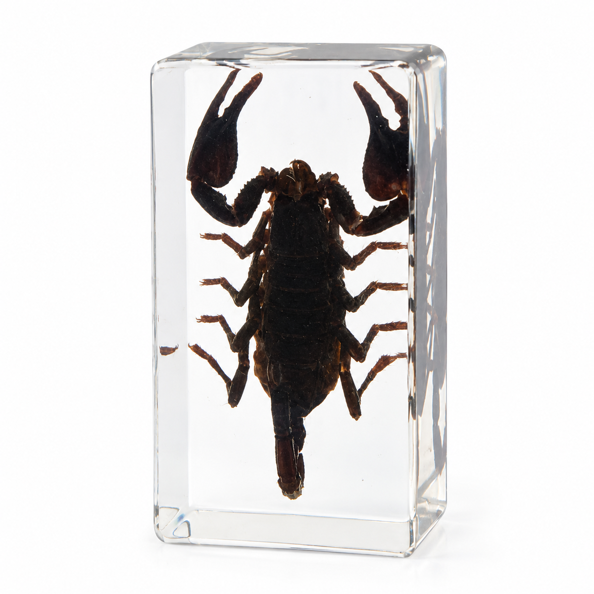 Large Real Crawling Insects Specimen in Clear Resin Blocks / Children Educational Toy Learning  Spider Scorpion  Beetle - HAPPY GUMNUT