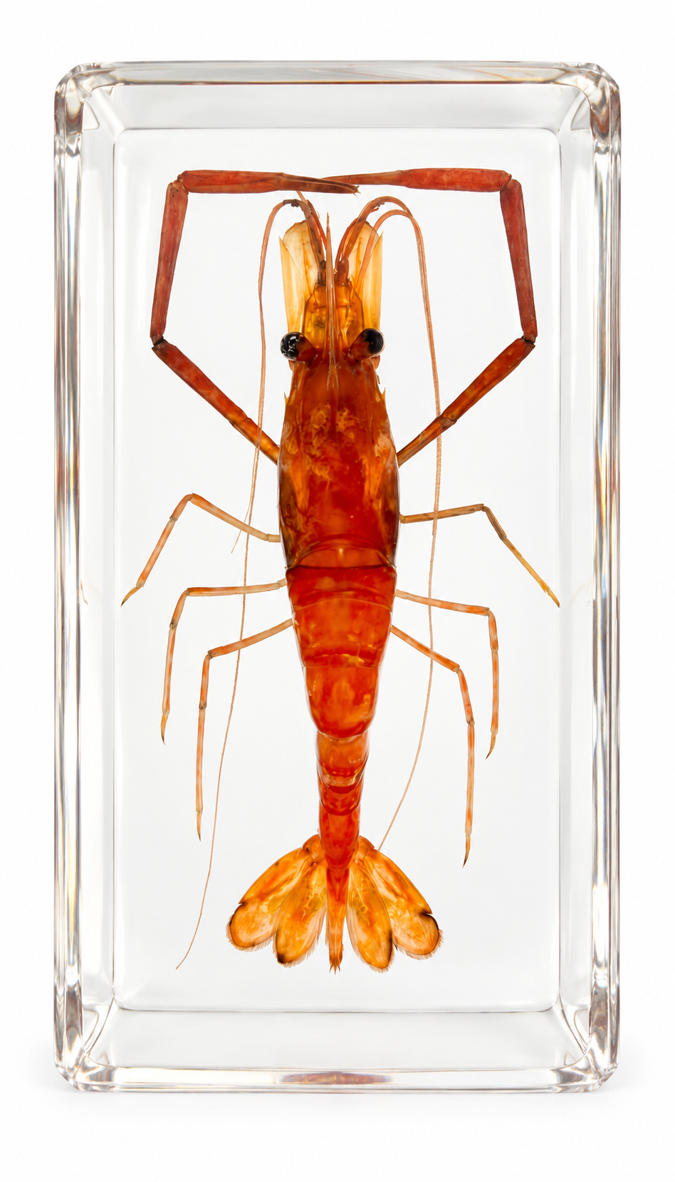 Real Shrimp Prawn Specimen in Resin Block for Kids Science and Educational Toy Gift - HAPPY GUMNUT