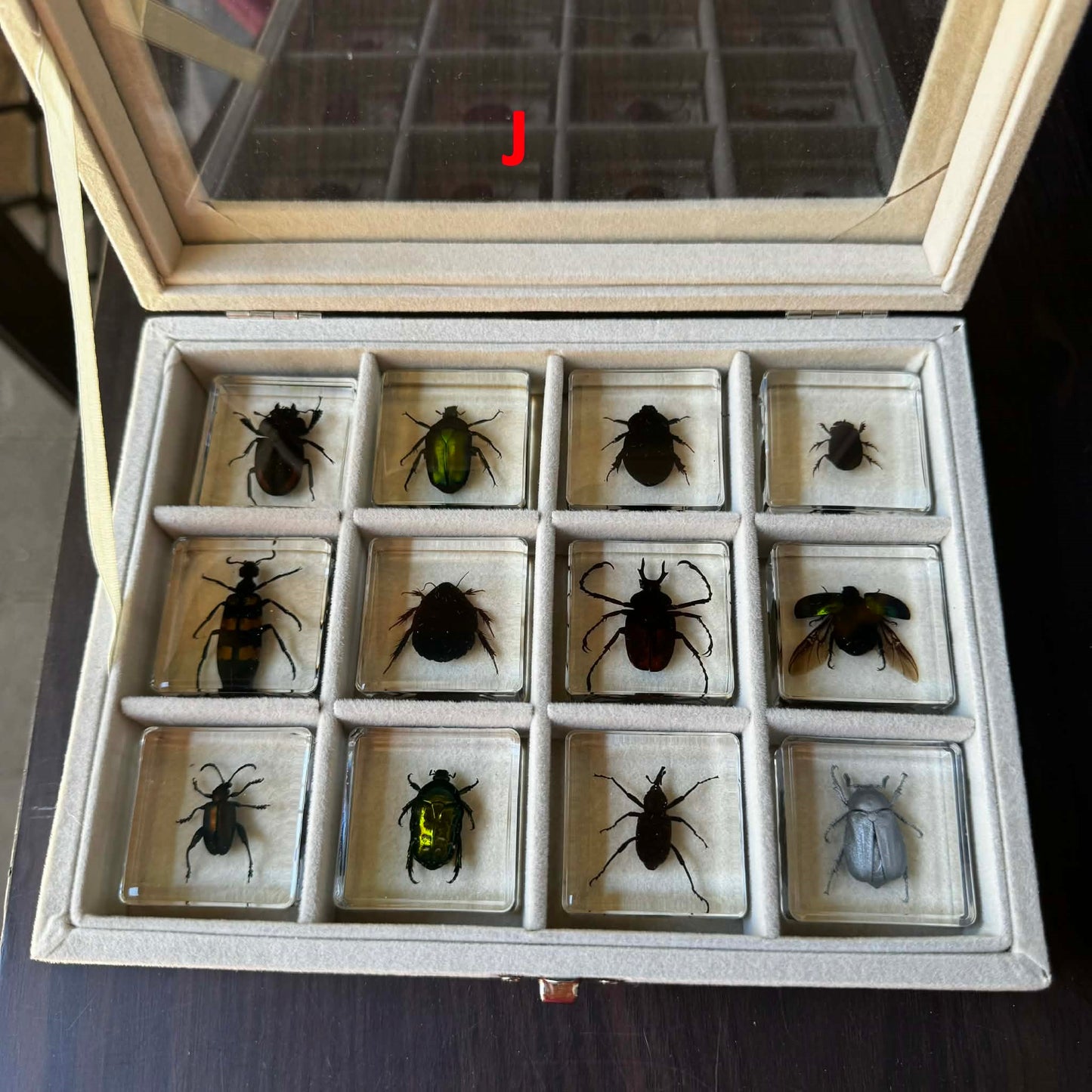 12 Animal Specimen Resin Epoxy Gift Set - HAPPY GUMNUT