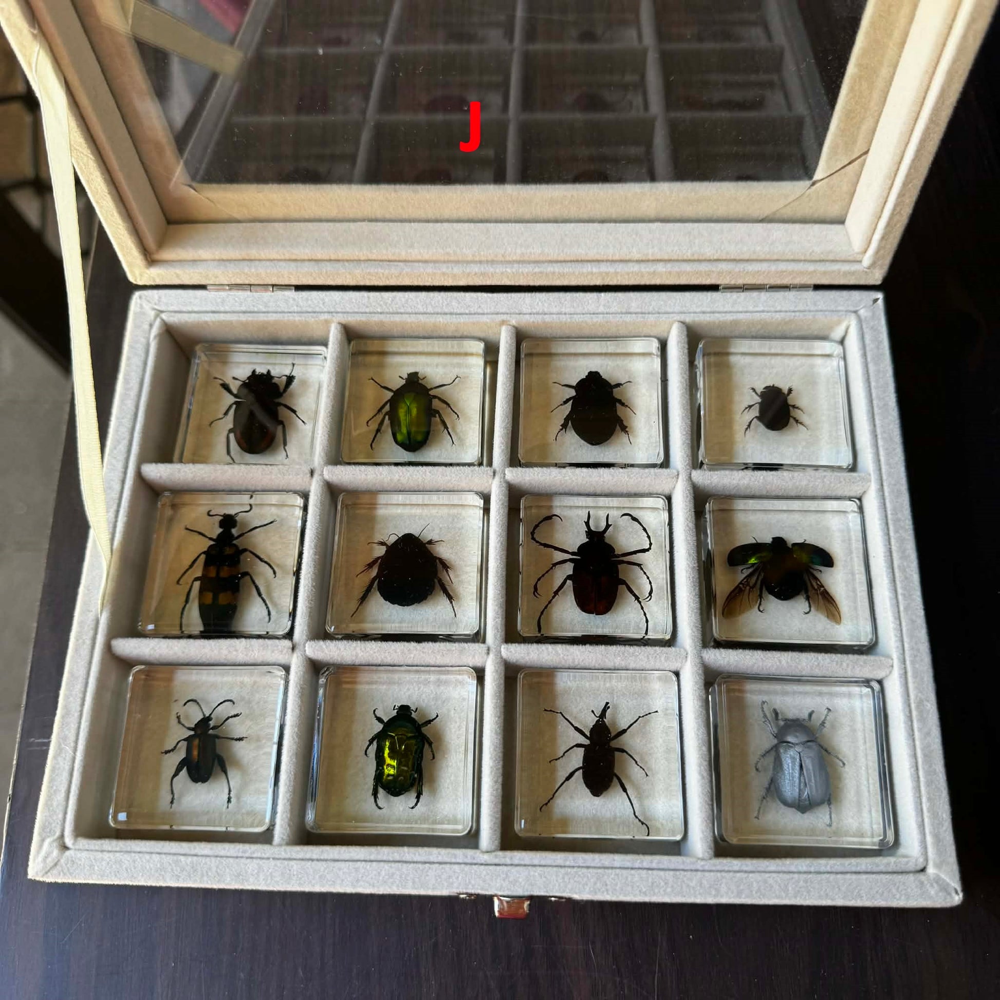 12 Animal Specimen Resin Epoxy Gift Set - HAPPY GUMNUT