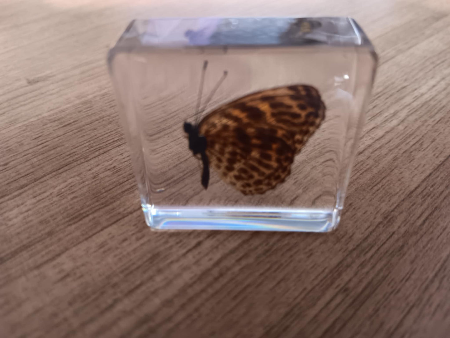 Animals Specimens Resin Epoxy Blocks Bugs Butterfly Insect Fish Crab Specimens Toy