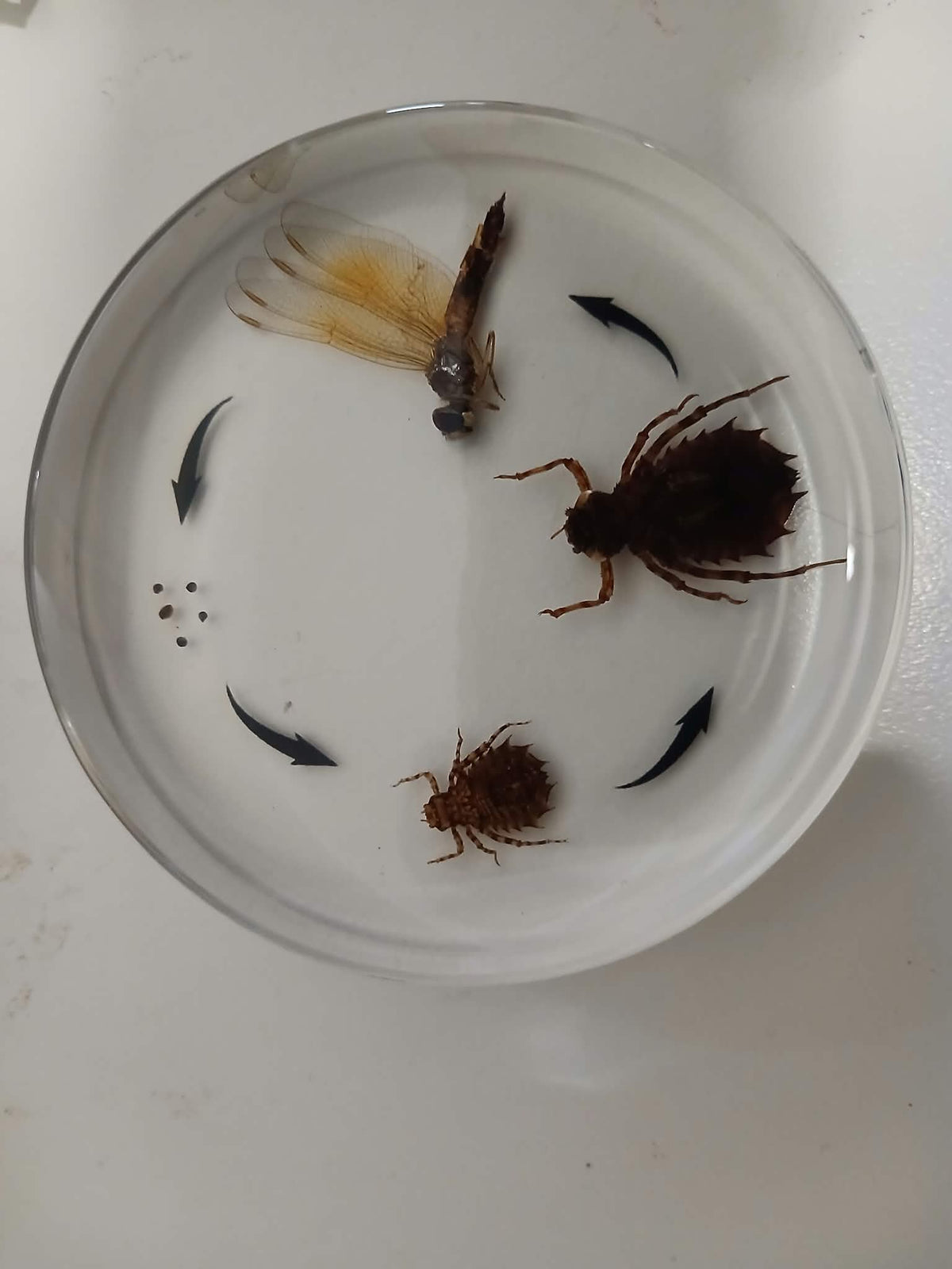Dragonfly Lifecycle Life Cycle Epoxy Specimens in Resin Kids Learning Material