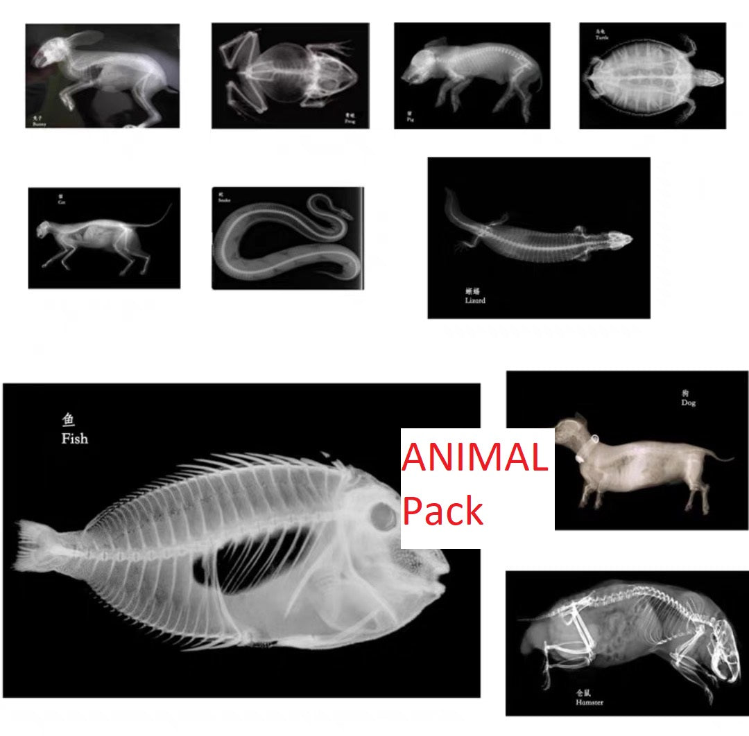 Educational Animal Human X Ray Images Animals OR Anatomy Bone Picture Packs You Choose!