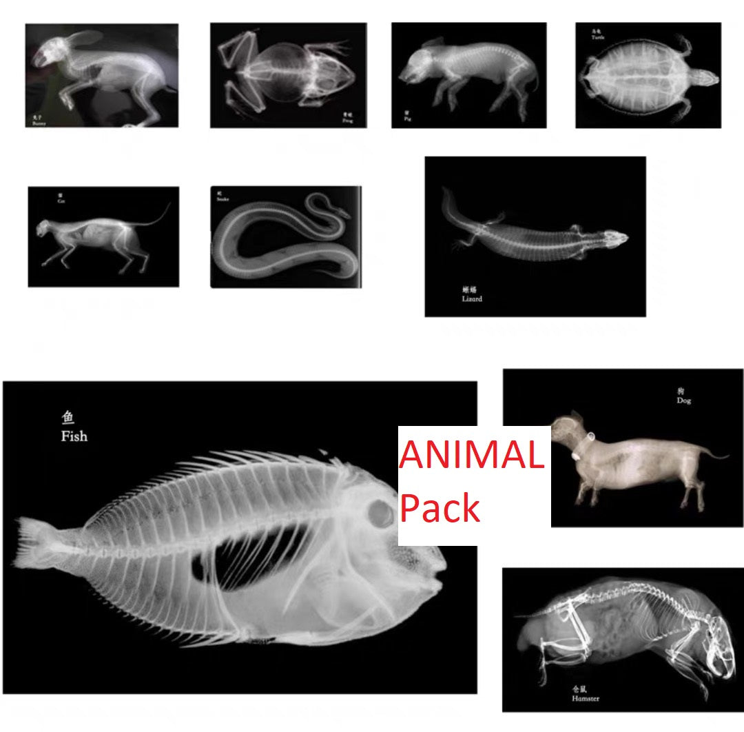 Educational Animal Human X Ray Images Animals Dinosaurs Insects  OR Anatomy Bone Picture Packs You Choose!