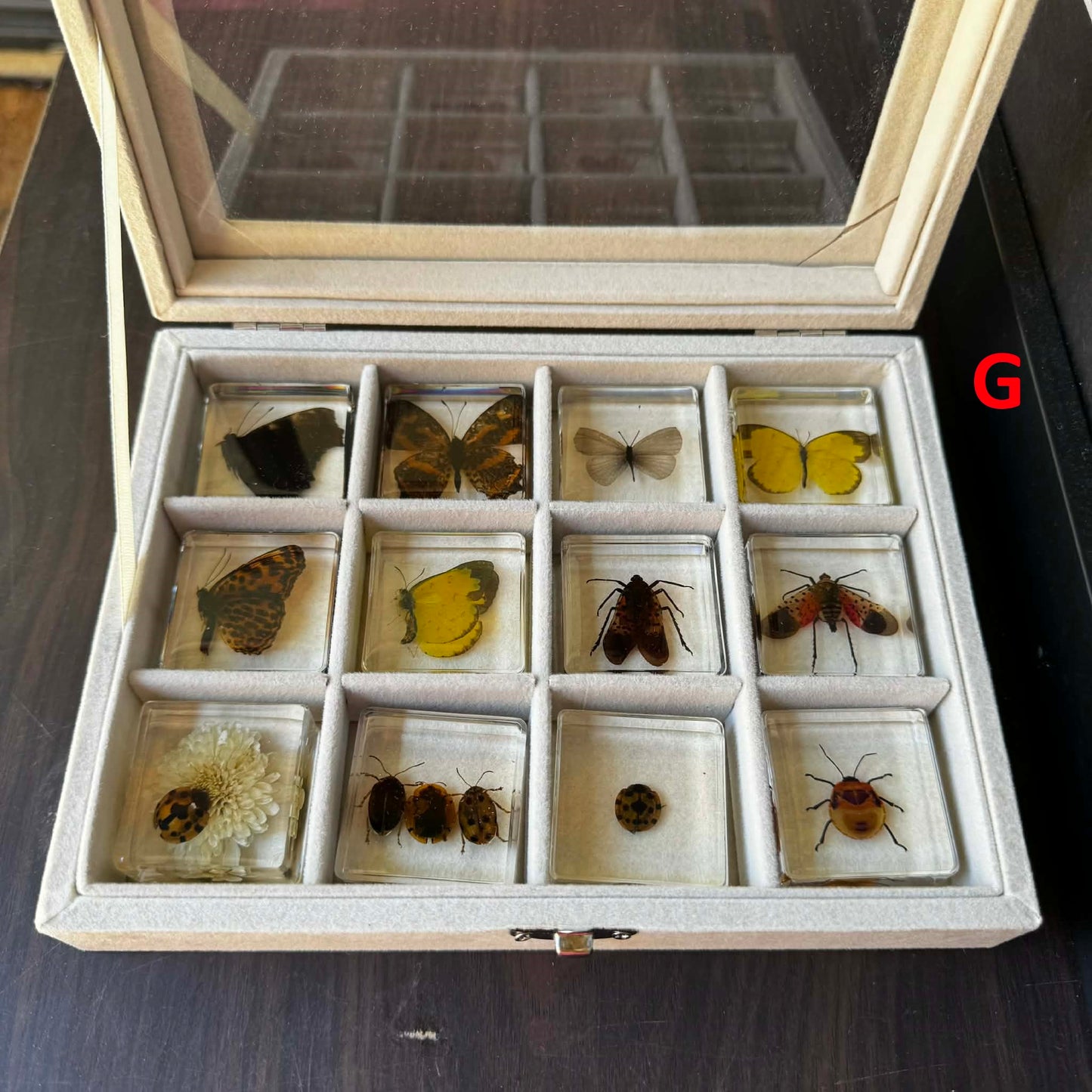 12 Animal Specimen Resin Epoxy Gift Set - HAPPY GUMNUT