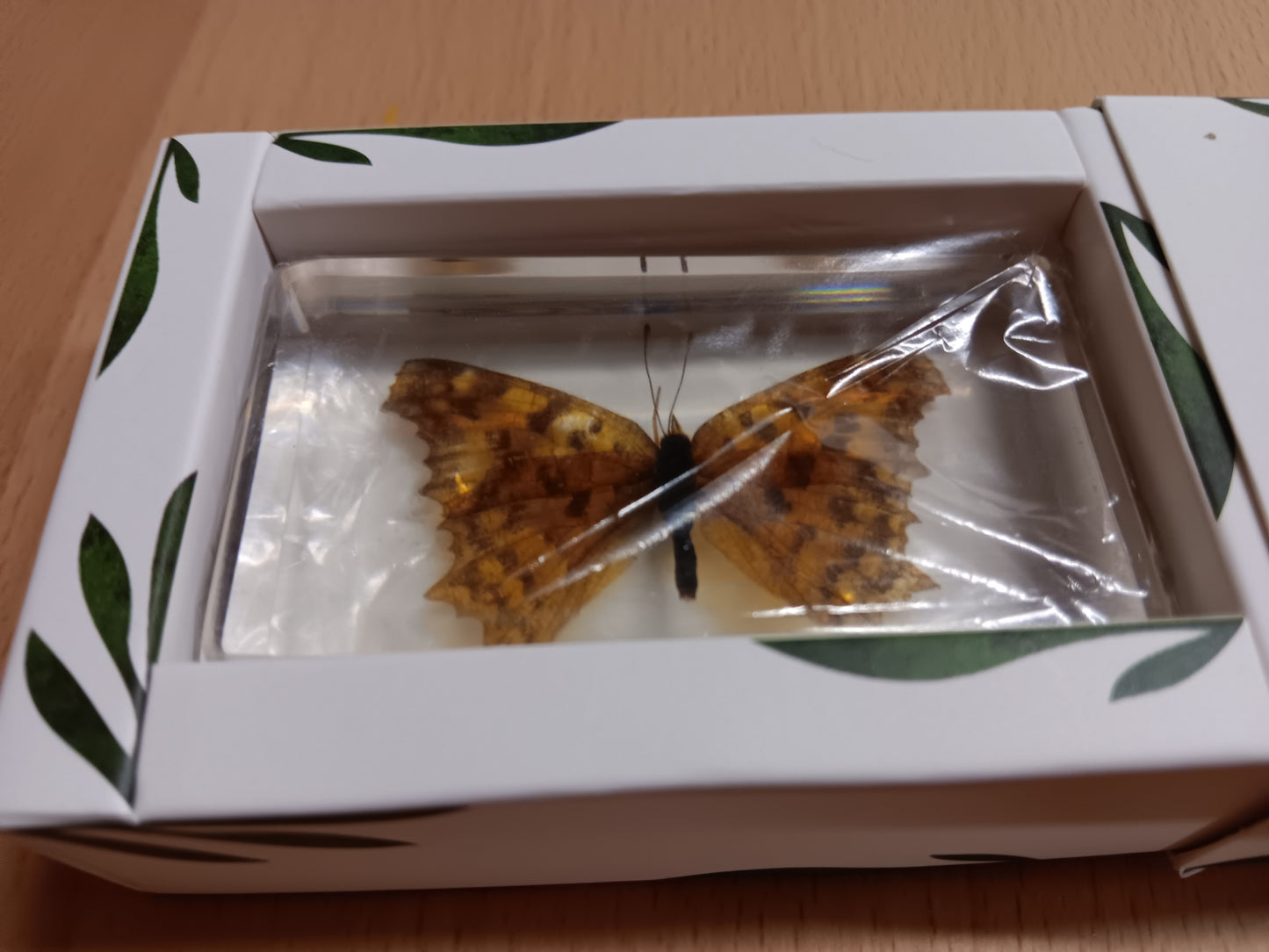 Flying Resin Epoxy Animals Insect Specimens For Children Real Animals! Montessori Kids Educational Materials