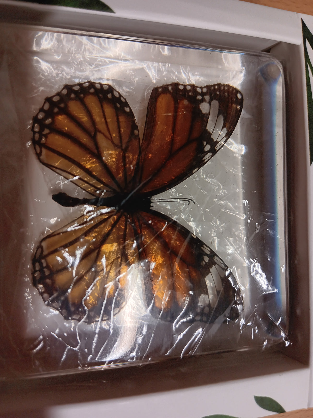 Flying Resin Epoxy Animals Insect Specimens For Children Real Animals ...