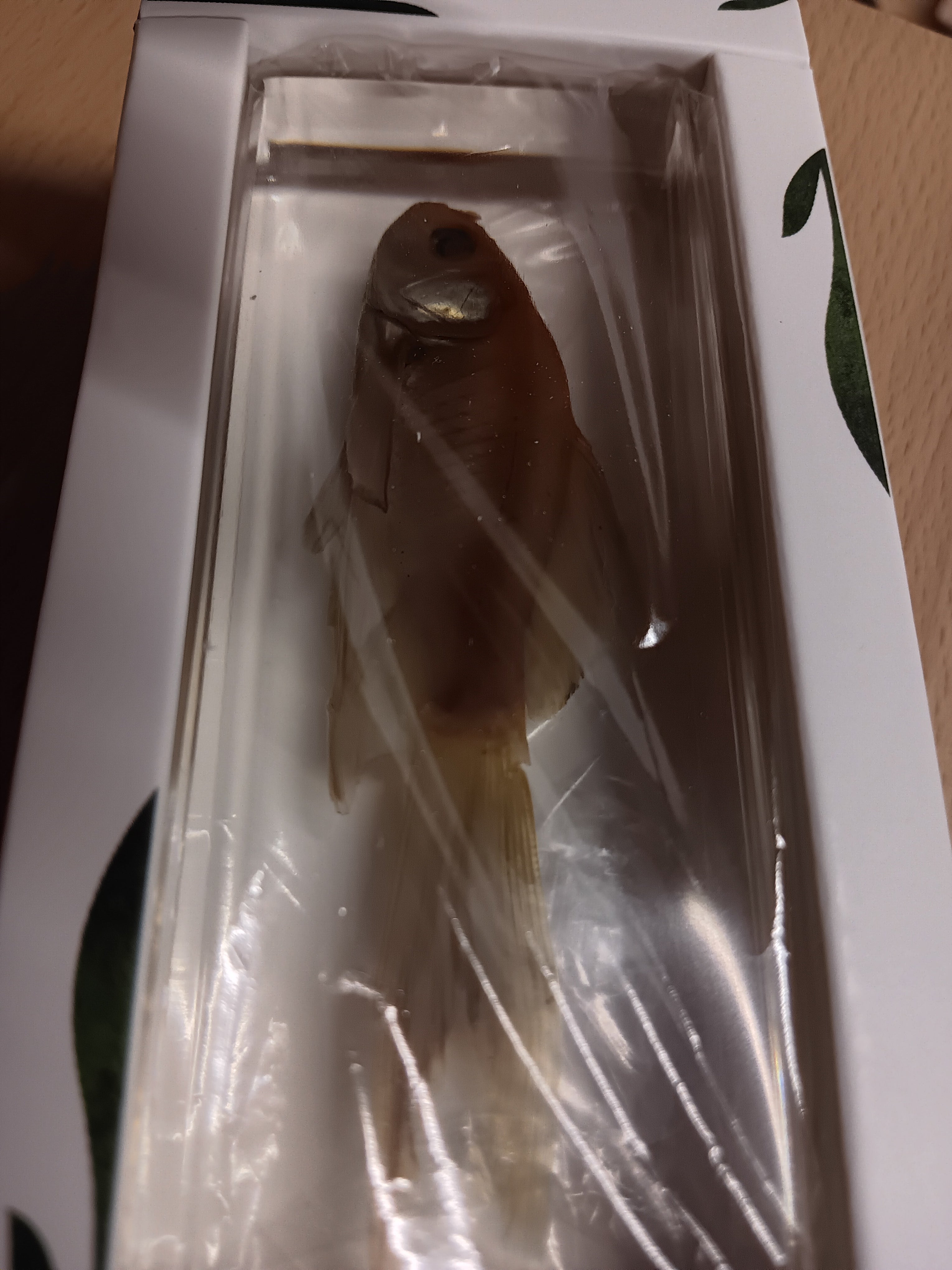 Jumbo Insect Animal Spider Scorpion Tarantula Beetle Butterfly Turtle ...