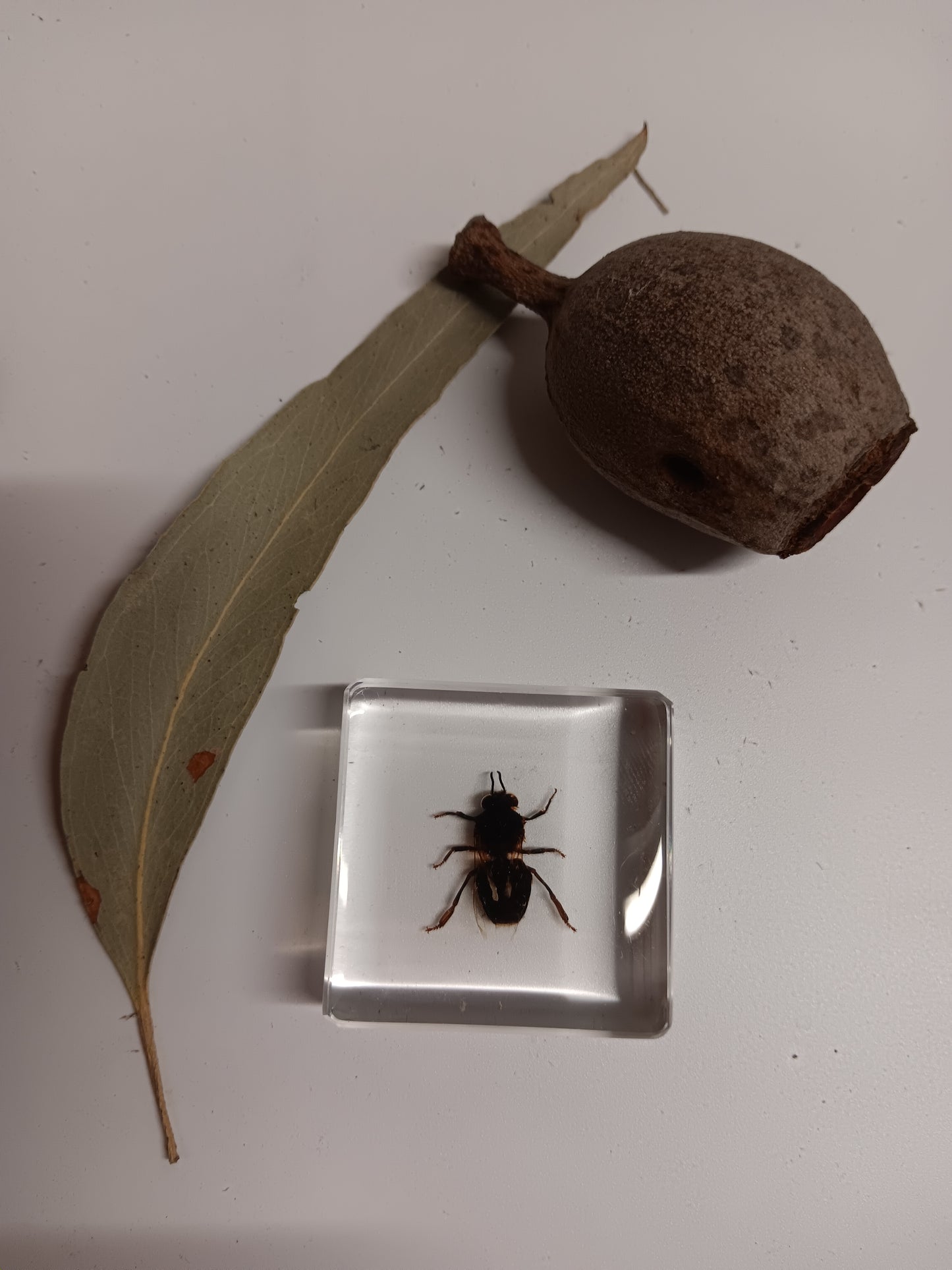 Crawling Animals Insects Bugs Resin Epoxy Blocks  Specimens Toy