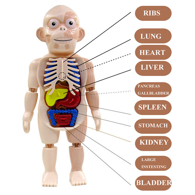 Small Human Organs Model - HAPPY GUMNUT