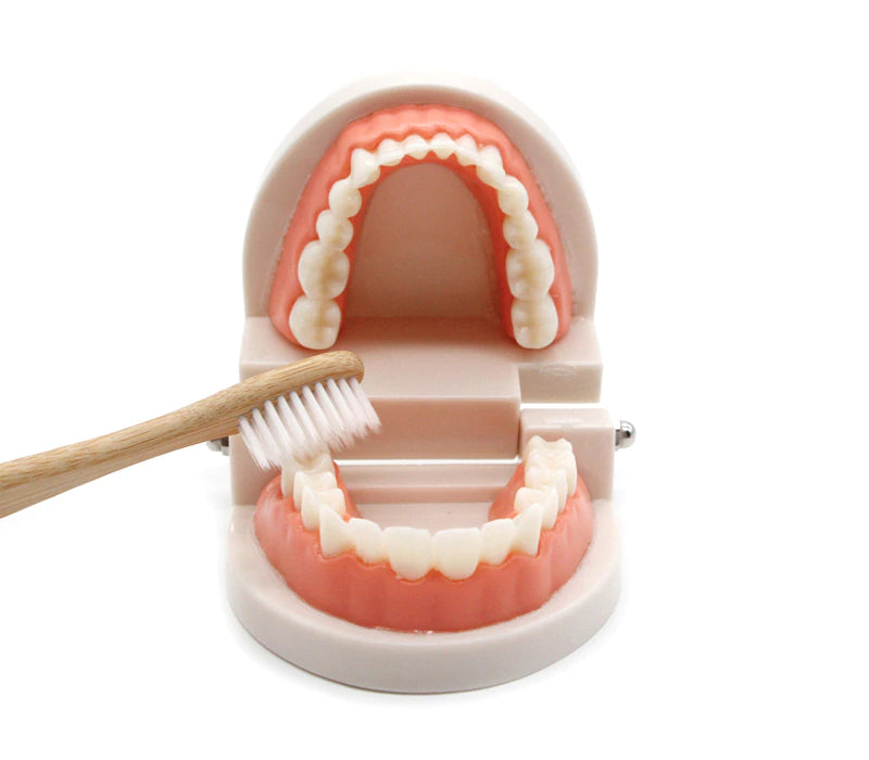 Montessori Teeth Brushing Educational Toy - HAPPY GUMNUT