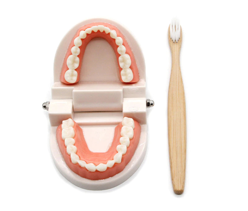 Montessori Teeth Brushing Educational Toy - HAPPY GUMNUT