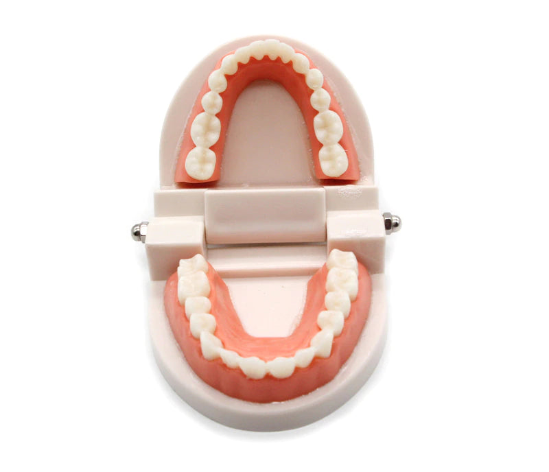 Montessori Teeth Brushing Educational Toy - HAPPY GUMNUT