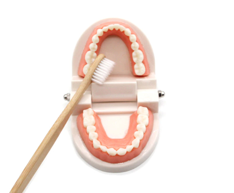 Montessori Teeth Brushing Educational Toy - HAPPY GUMNUT