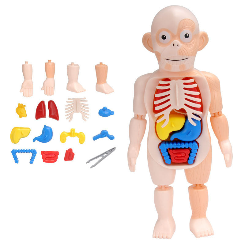Small Human Organs Model - HAPPY GUMNUT