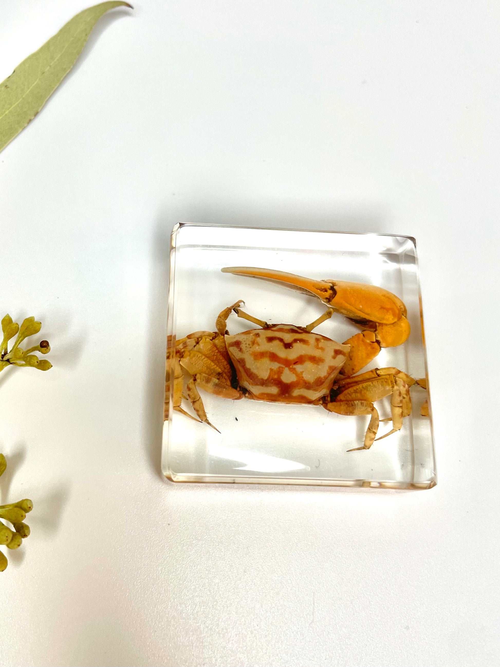 Animals Specimens Resin Blocks Bugs Butterfly Insect Fish Crab Specimens Toy - HAPPY GUMNUT