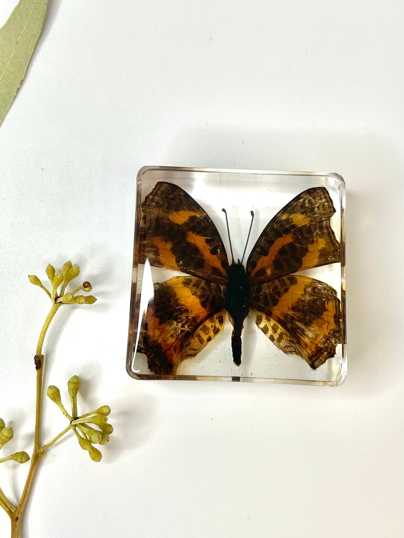 Animals Specimens Resin Blocks Bugs Butterfly Insect Fish Crab Specimens Toy - HAPPY GUMNUT