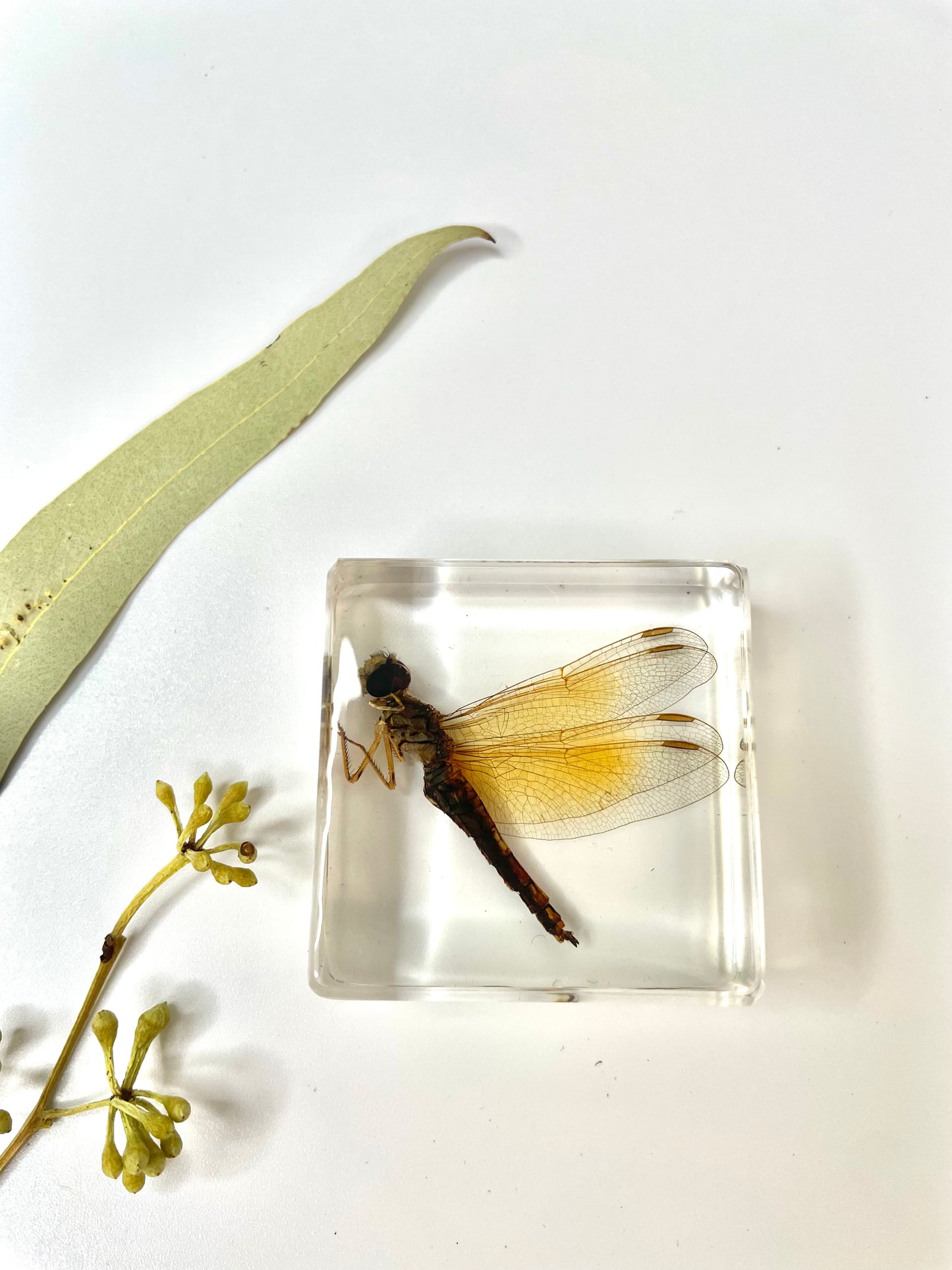 Animals Specimens Resin Blocks Bugs Butterfly Insect Fish Crab Specimens Toy - HAPPY GUMNUT