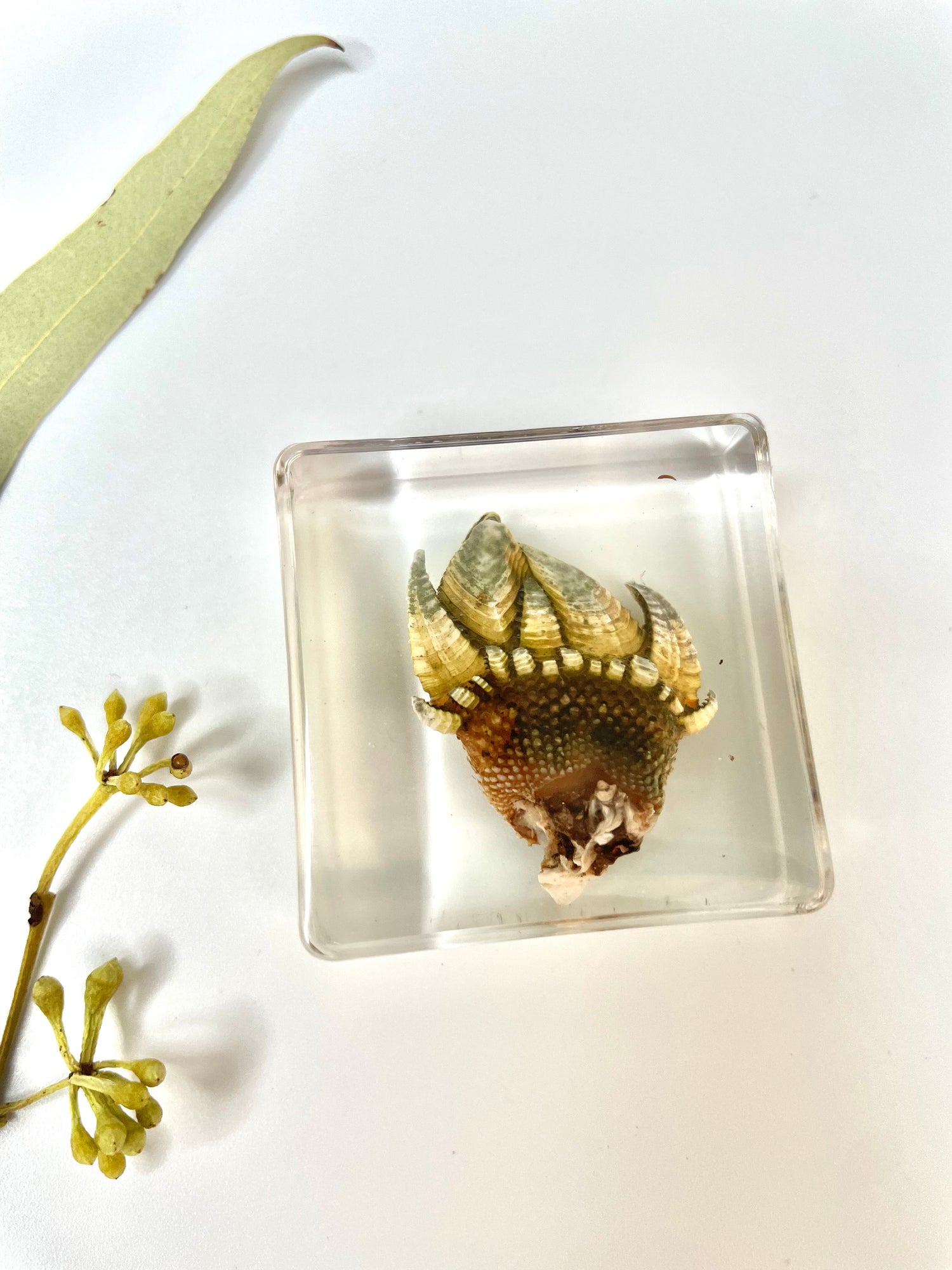 Animals Specimens Resin Blocks Bugs Butterfly Insect Fish Crab Specimens Toy - HAPPY GUMNUT