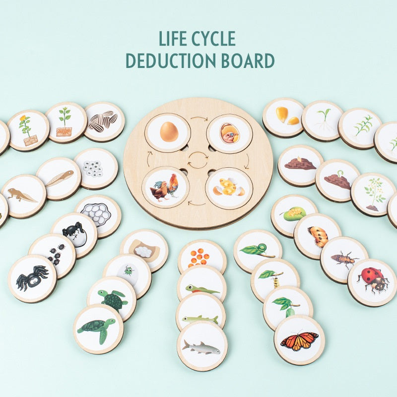 Montessori Life Cycle Activity Board - HAPPY GUMNUT