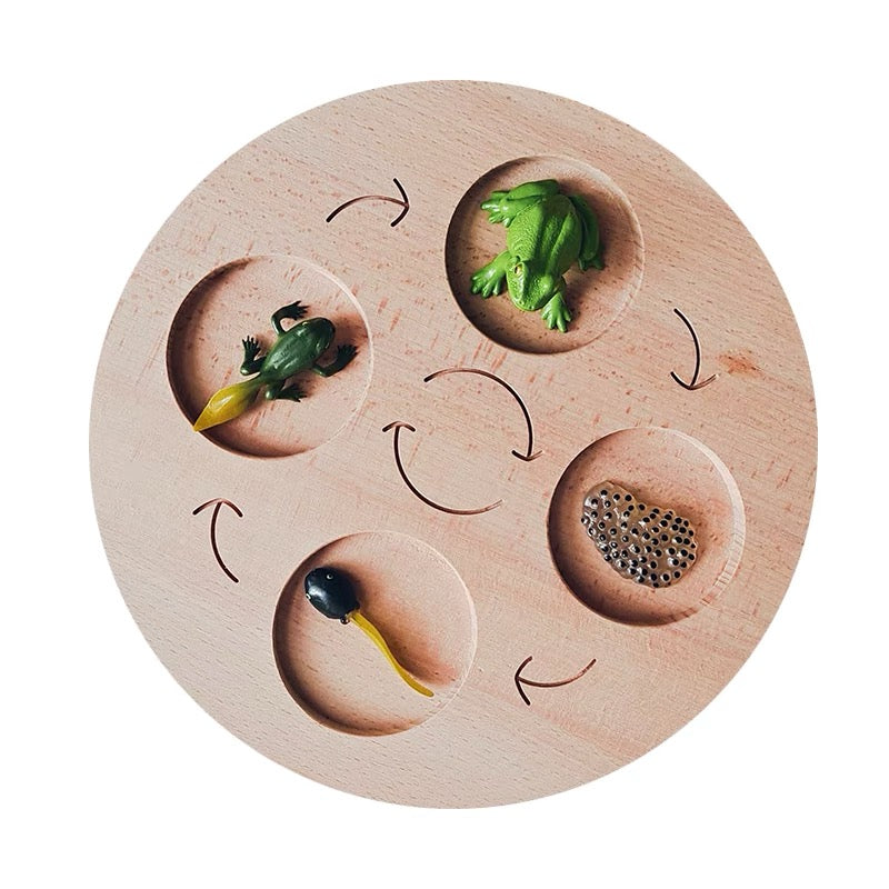 Wooden Animal Life Cycle Discovery Board Handmade Sorting Tray - HAPPY GUMNUT