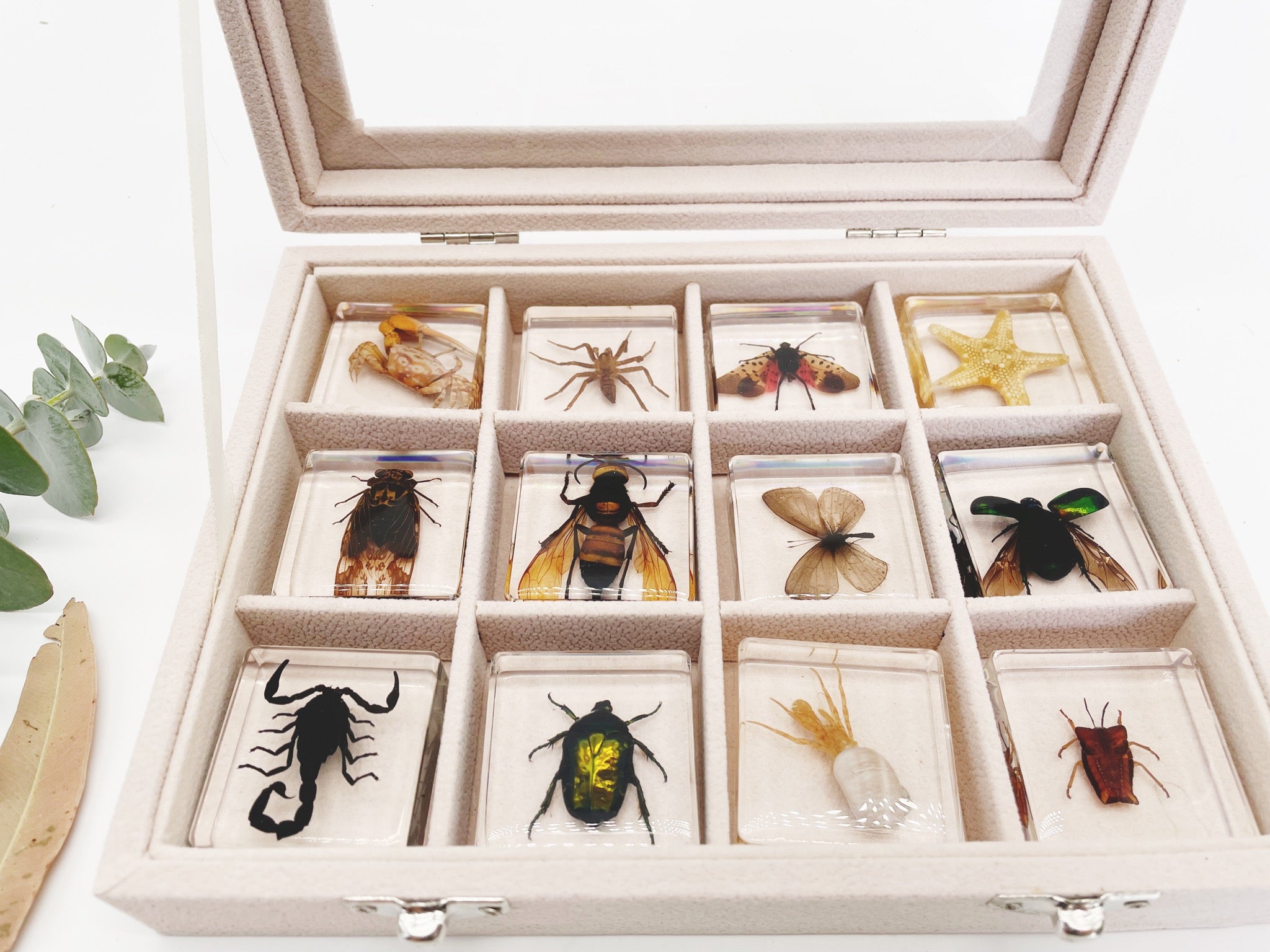 12 Real Bugs Insects Resin Blocks Animal Specimens Epoxy Butterfly Bee ...