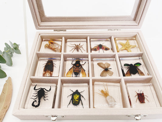 12 Bug Blocks Insect Animal Specimens Resin Gift Set Children - HAPPY GUMNUT