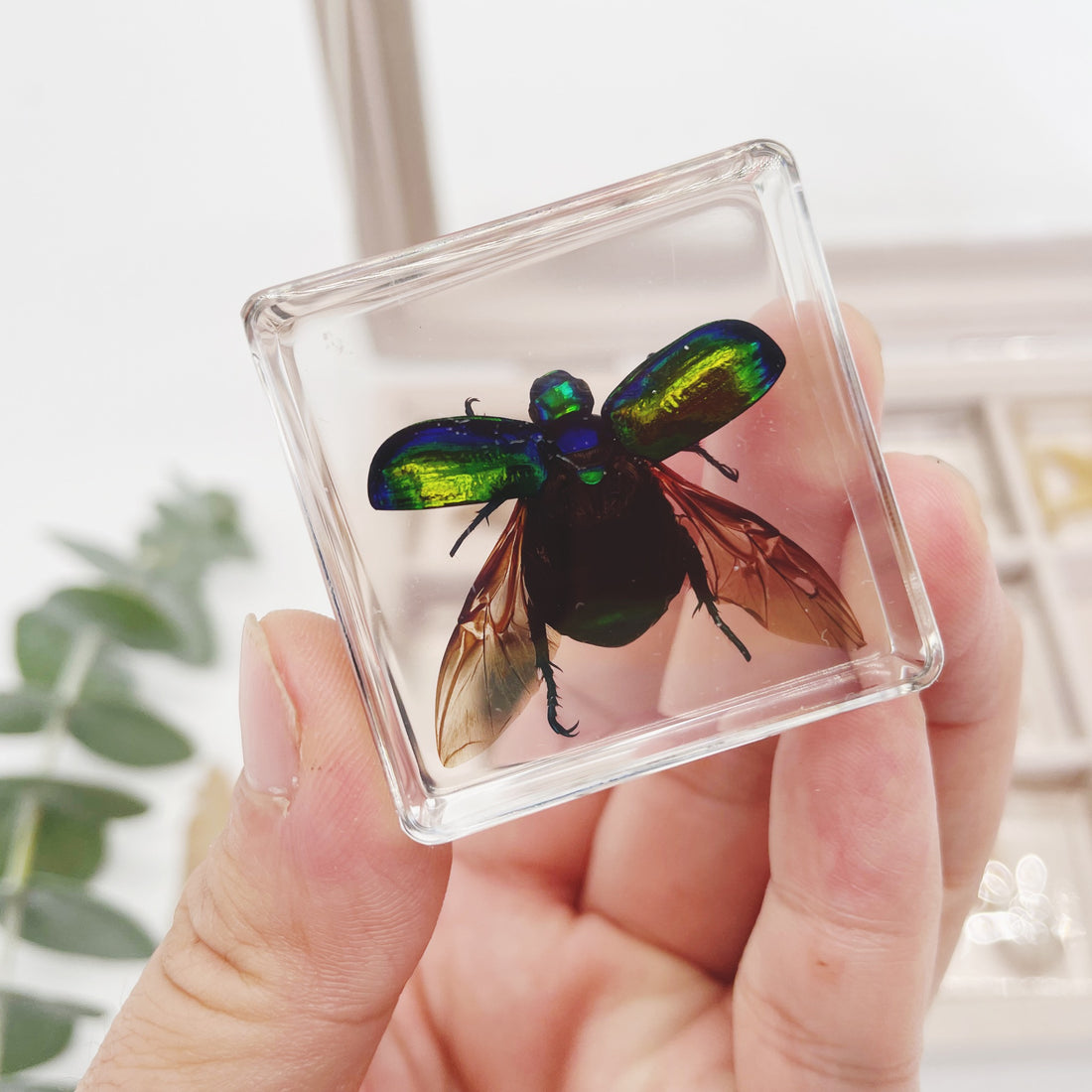12 Real Bugs Insects Resin Blocks Animal Specimens Epoxy Butterfly Bee ...
