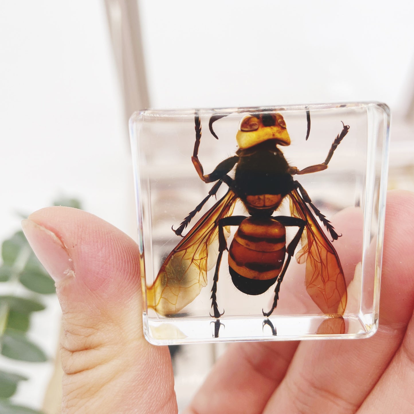 12 Real Bugs Insects Resin Blocks Animal Specimens Epoxy Butterfly Bee ...