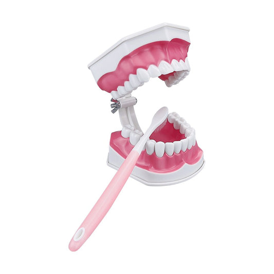Extra Large Montessori Teeth Brushing Educational Toy - HAPPY GUMNUT