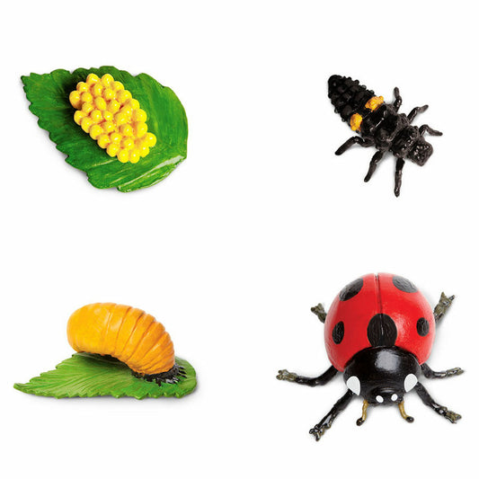 Animal Life Cycle LADYBUG - HAPPY GUMNUT