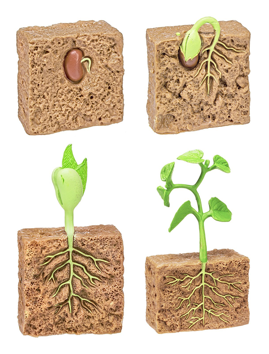 Plant Life Cycle PVC Toy - HAPPY GUMNUT
