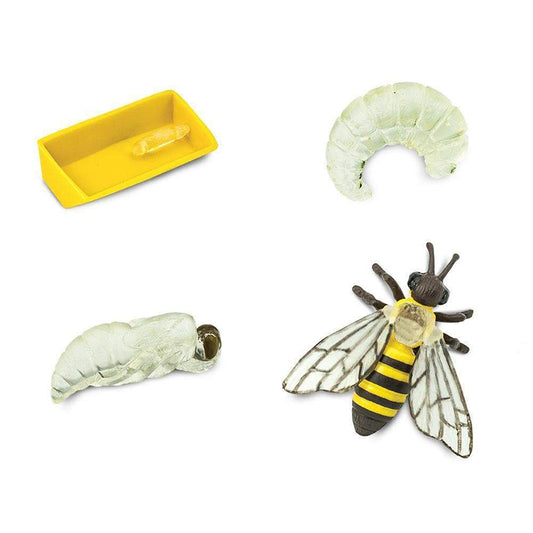 Animal Life Cycle Honey Bee Toy - HAPPY GUMNUT