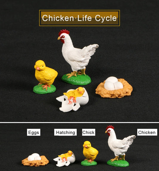 Animal Life Cycle CHICKEN - HAPPY GUMNUT