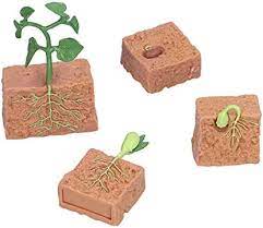 Plant Life Cycle PVC Toy - HAPPY GUMNUT