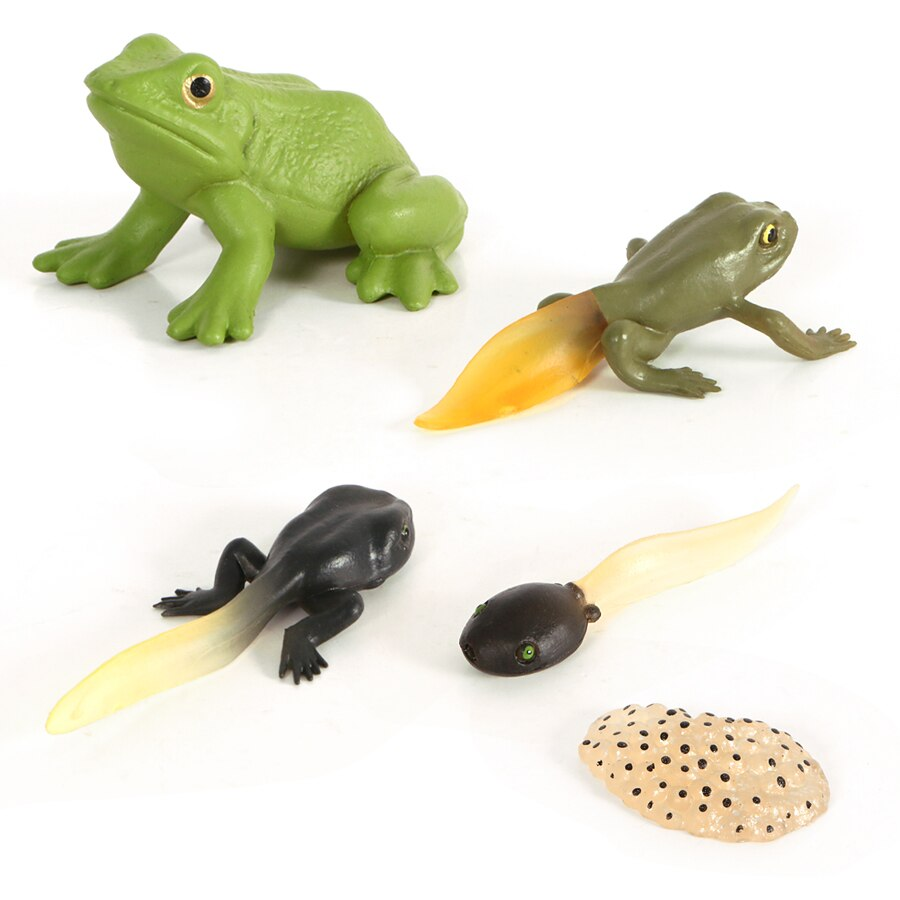 Frog region cycle cheap