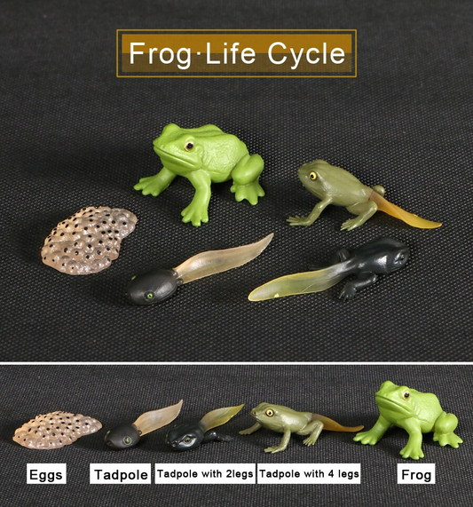 Animal Life Cycle FROG - HAPPY GUMNUT