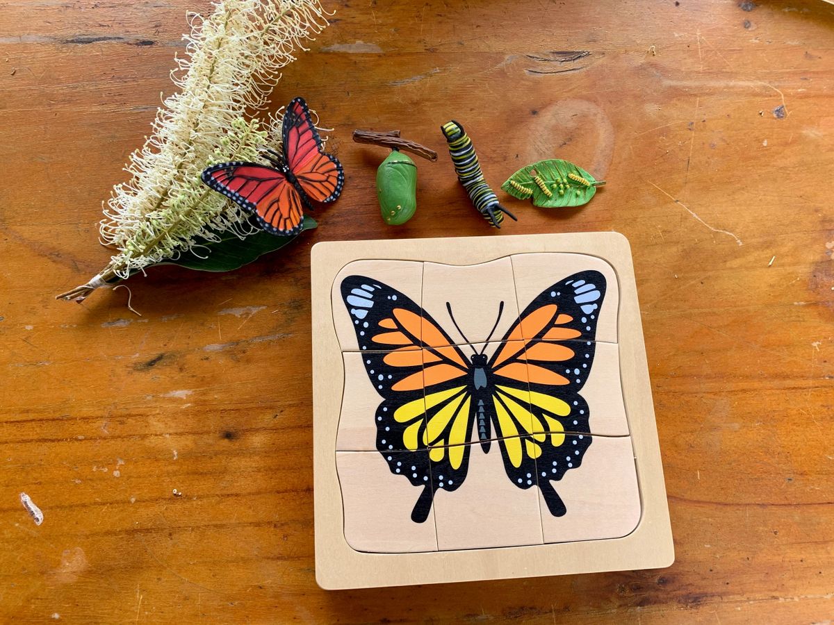 Montessori Multilayered Butterfly Lifecycle Puzzle - HAPPY GUMNUT